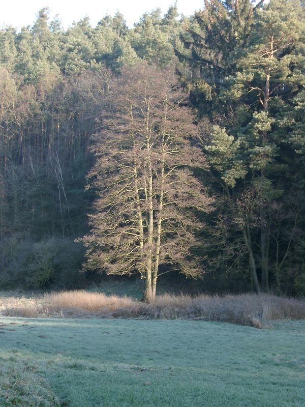 Schöner Baum