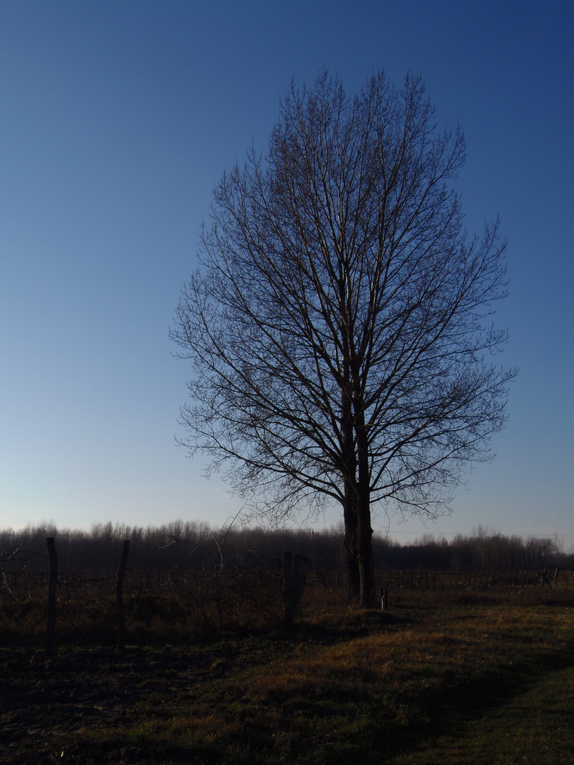 Schöner Baum