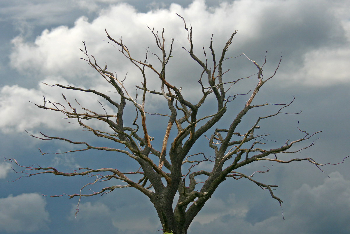 Schöner Baum. Auch wenn er nicht mehr lebt.