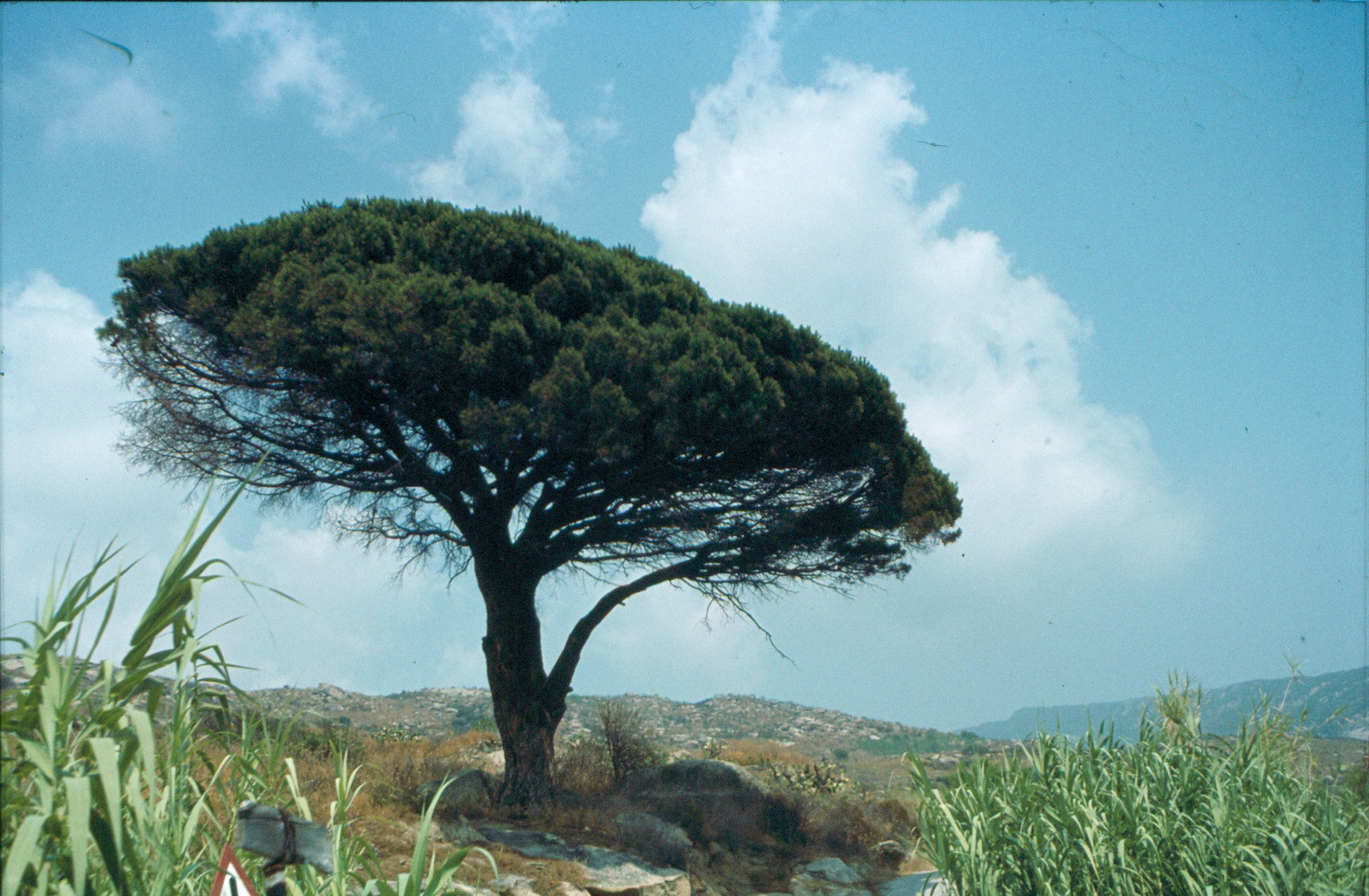 schöner Baum auf Elba