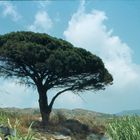 schöner Baum auf Elba