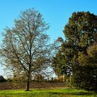 Schöner Baum beim Nonnenhof