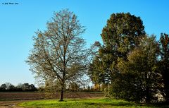 Schöner Baum beim Nonnenhof