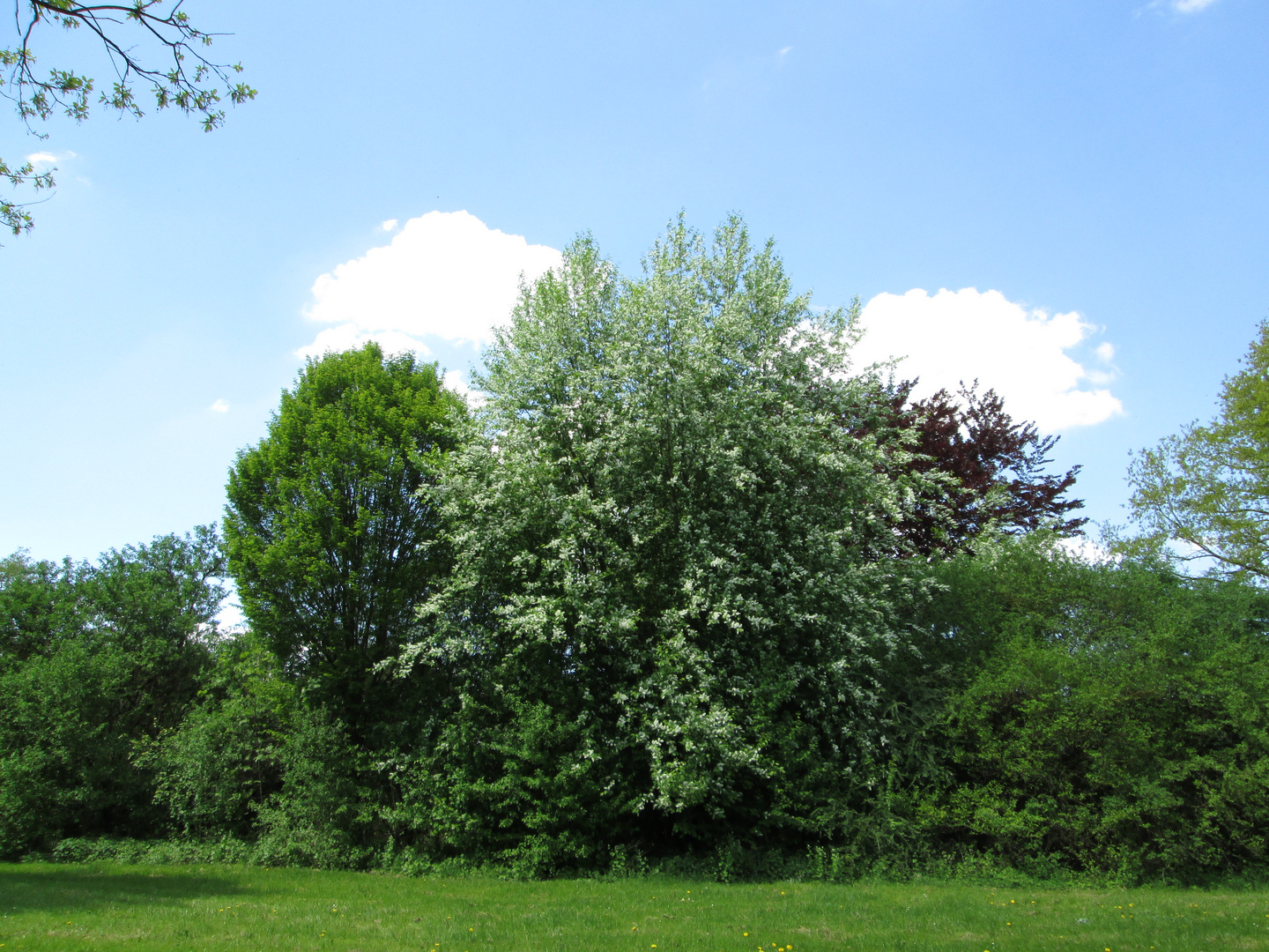 Schöner Baum