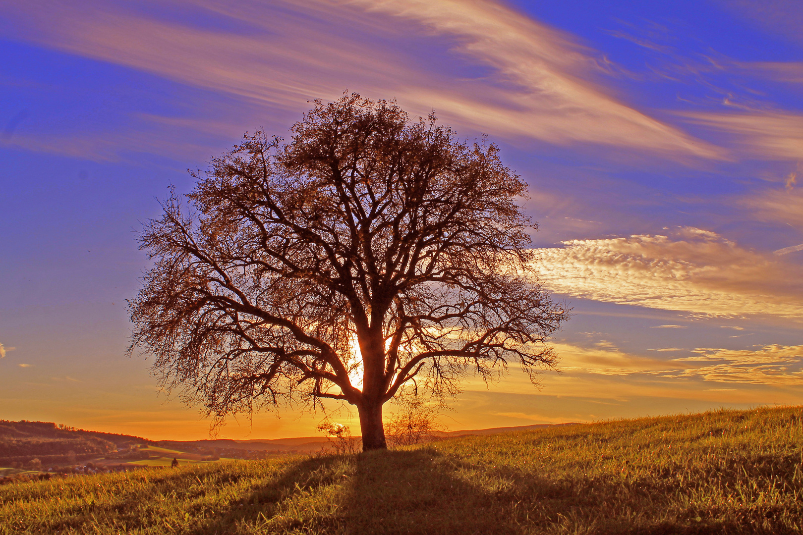 Bild Baum Bild Baum
