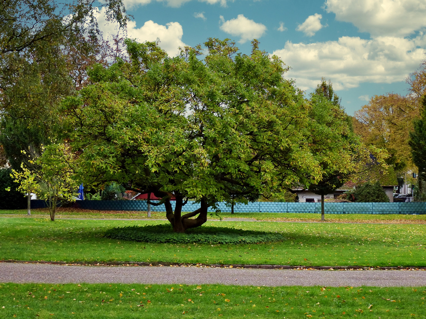 Schöner Baum