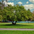 Schöner Baum