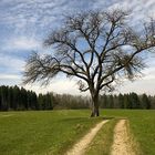 Schöner Baum