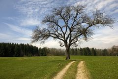 Schöner Baum