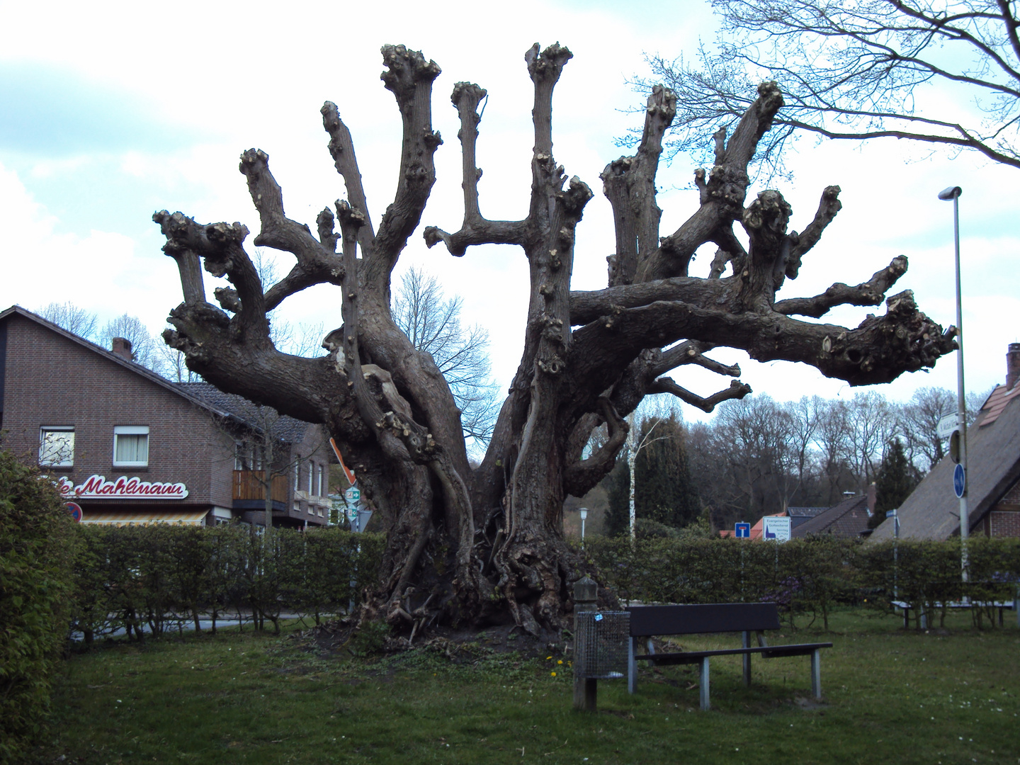 schöner baum