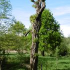 Schöner Baum