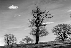 Schöner Baum im Gegenlicht,Schöner Blattloser Baum Im Gegenlicht