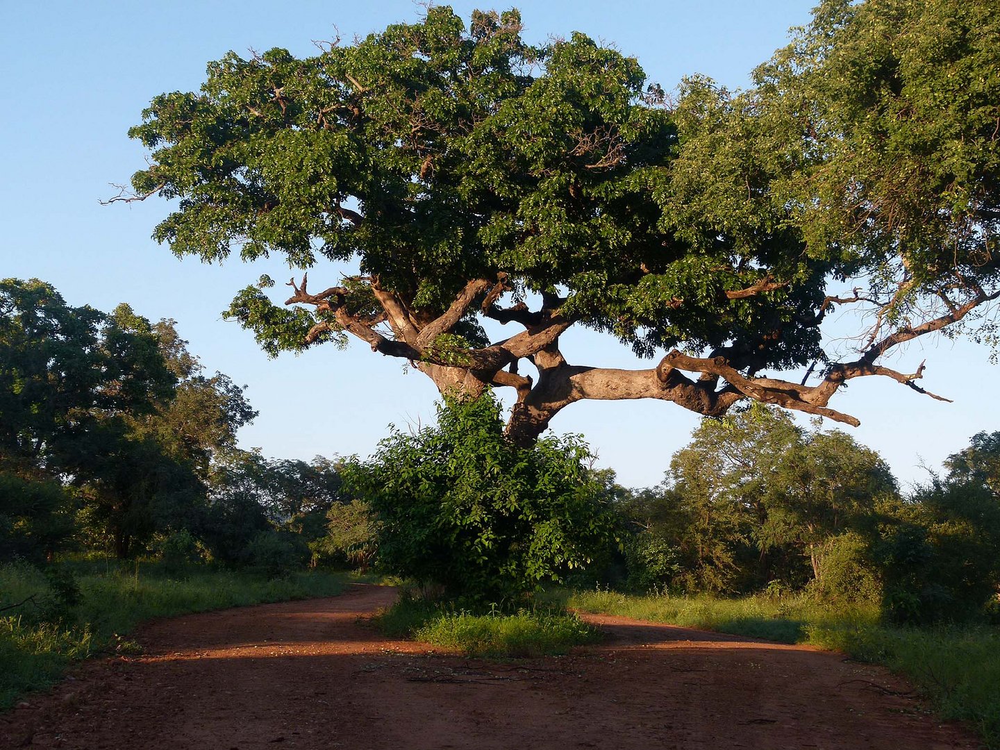 Schöner Baum im Morgenlicht im Krügernationalpark