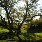 Schöner Baum in Dänemark