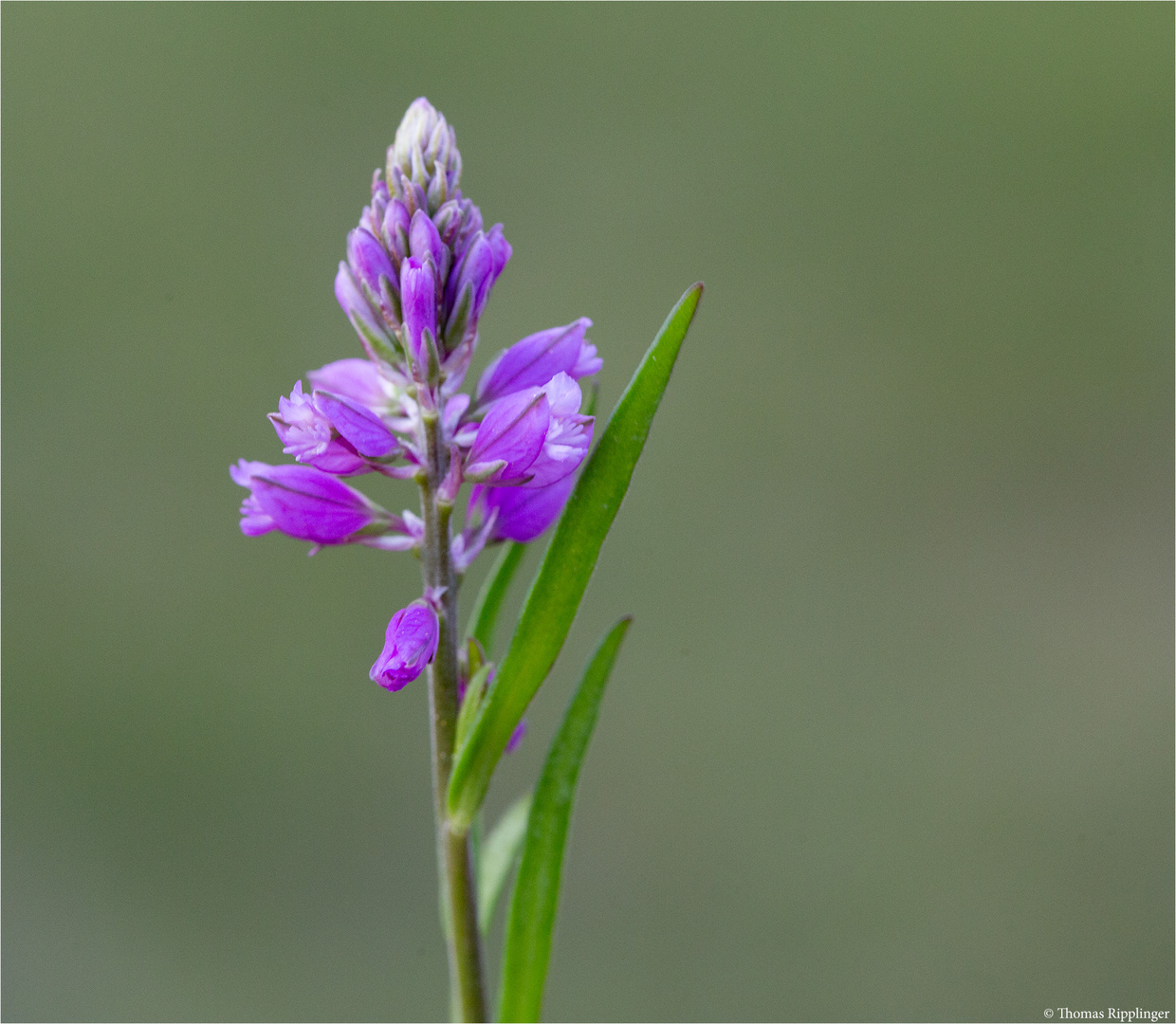 Schöner Beifang.... Schopfige Kreuzblume