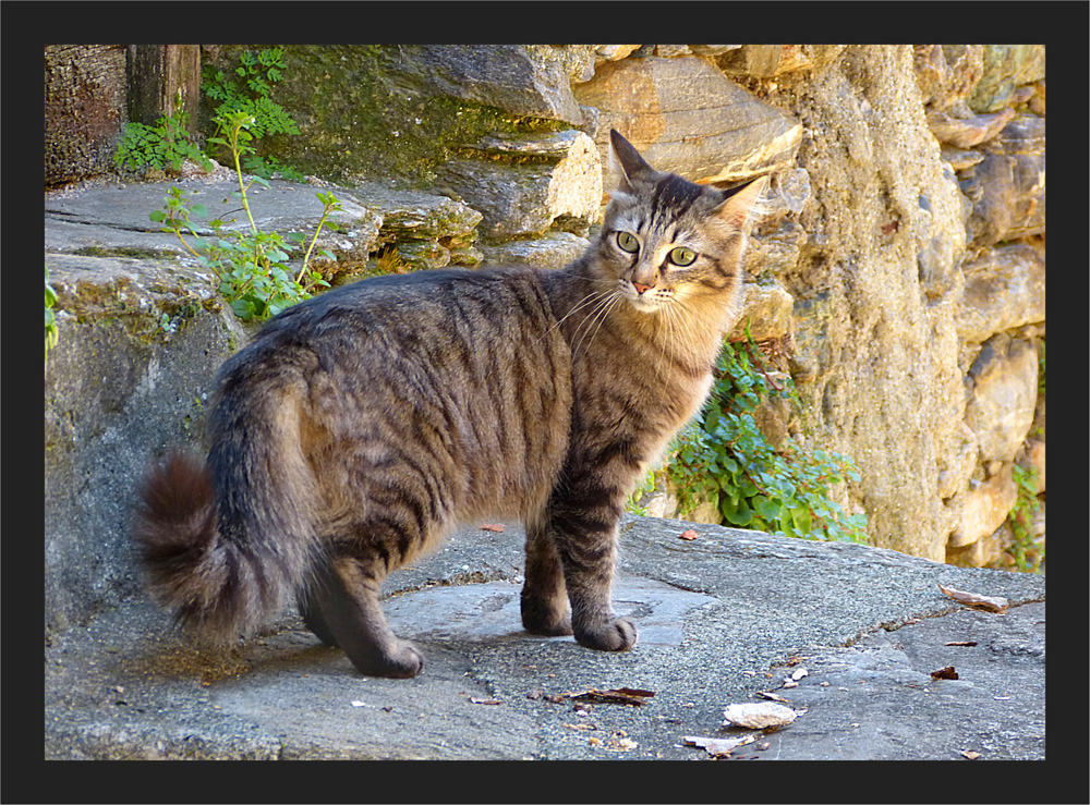 Schöner Bergkater