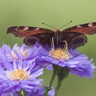 Schöner Besuch im Garten