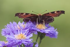 Schöner Besuch im Garten