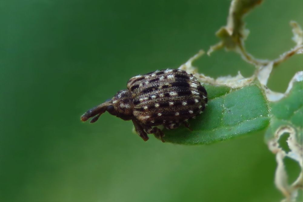 Schöner Blattschaber · Cleopus pulchellus