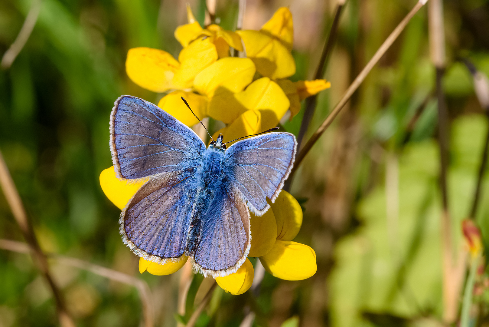 Schöner blauer Bläuling ;)