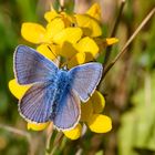 Schöner blauer Bläuling ;)