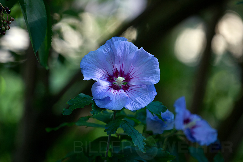 schöner blauer Hibiskus