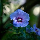 schöner blauer Hibiskus