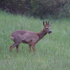 Schöner Bock