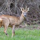 Schöner Bock