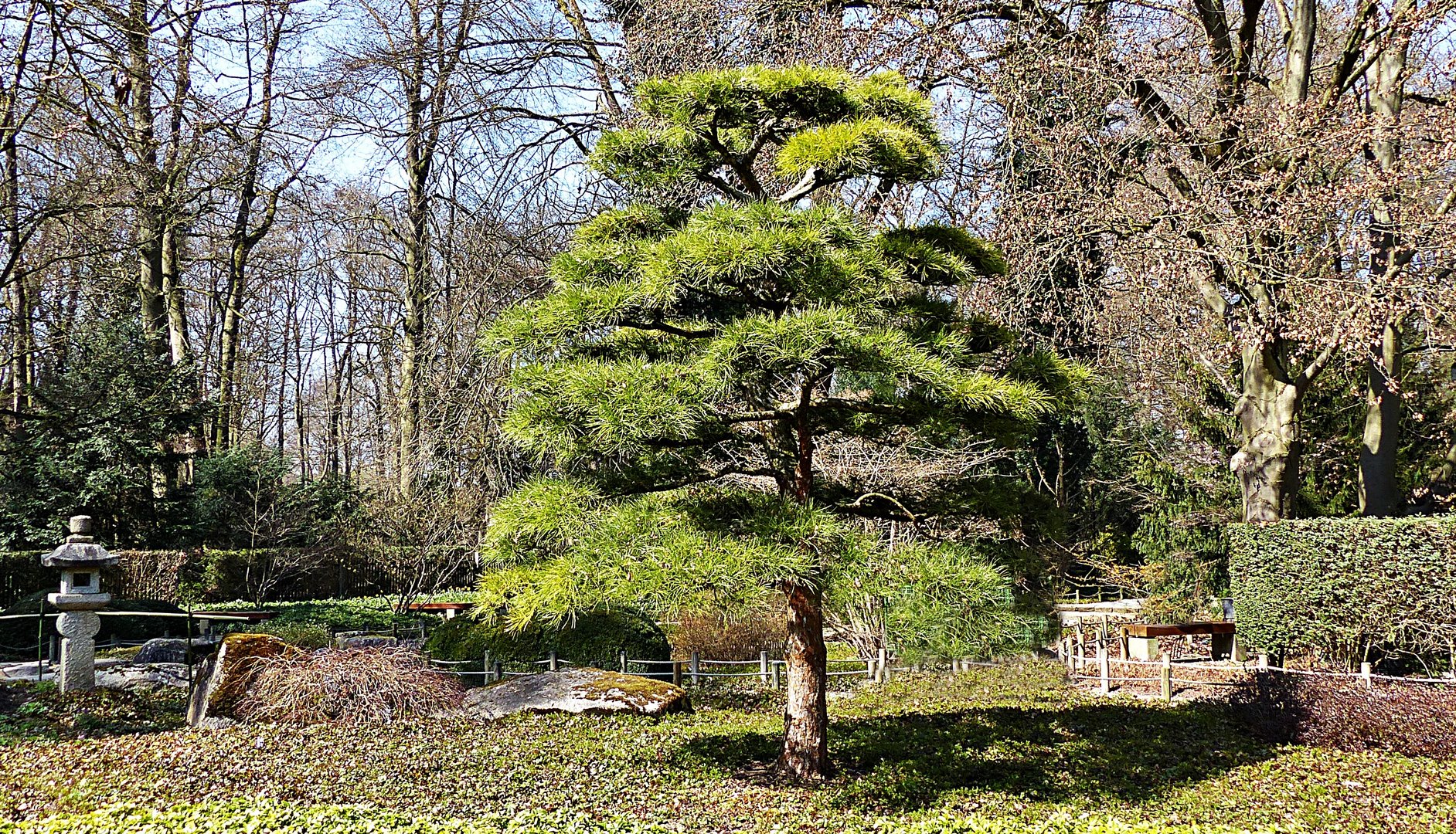 Schöner Bonsai