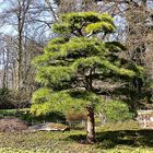 Schöner Bonsai