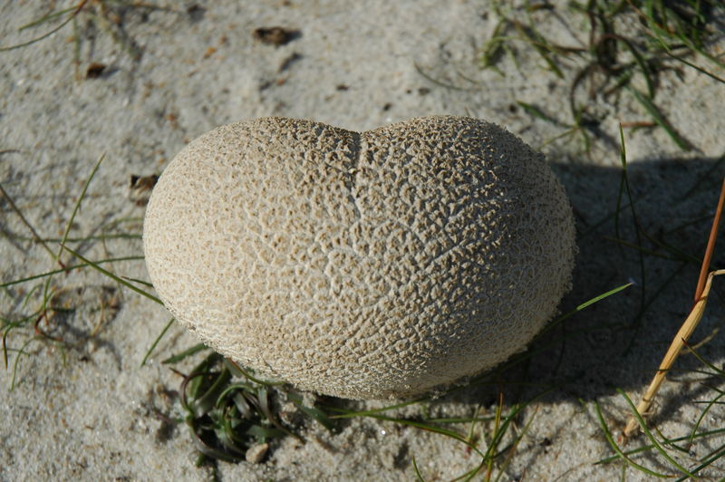 Schöner Bovist in den Dünen (Dänemark)