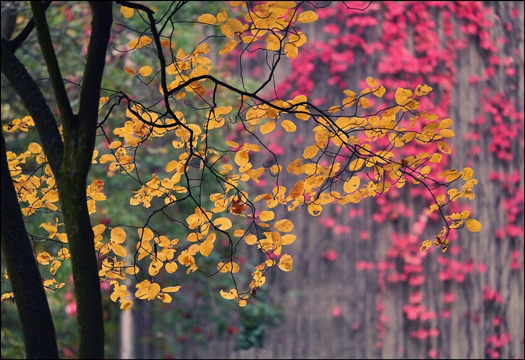 Schöner, bunter Herbst