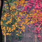 Schöner, bunter Herbst