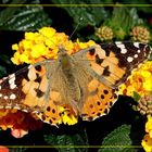schöner bunter Schmetterling