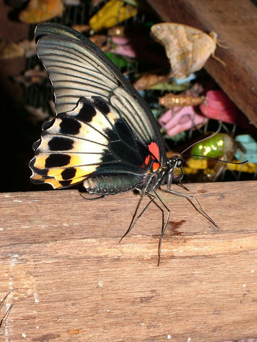 Schöner bunter Schmetterling....