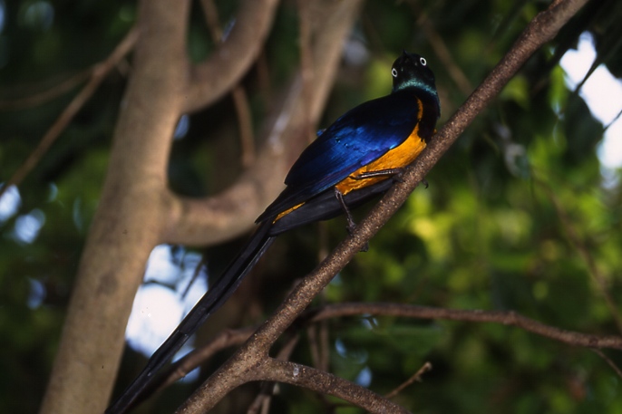 Schöner, bunter Vogel