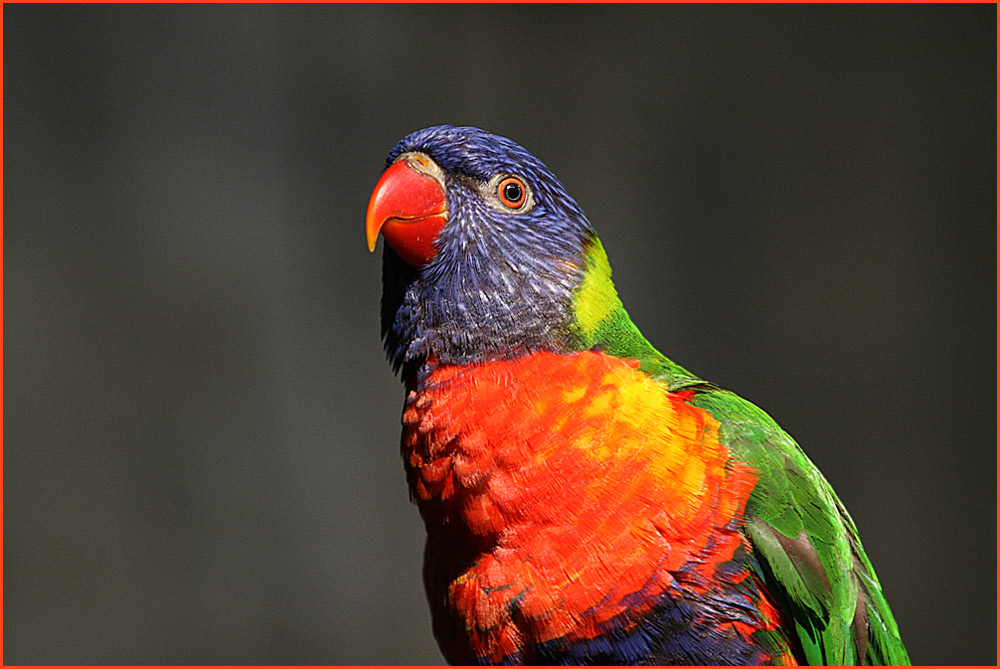 Schöner bunter Vogel