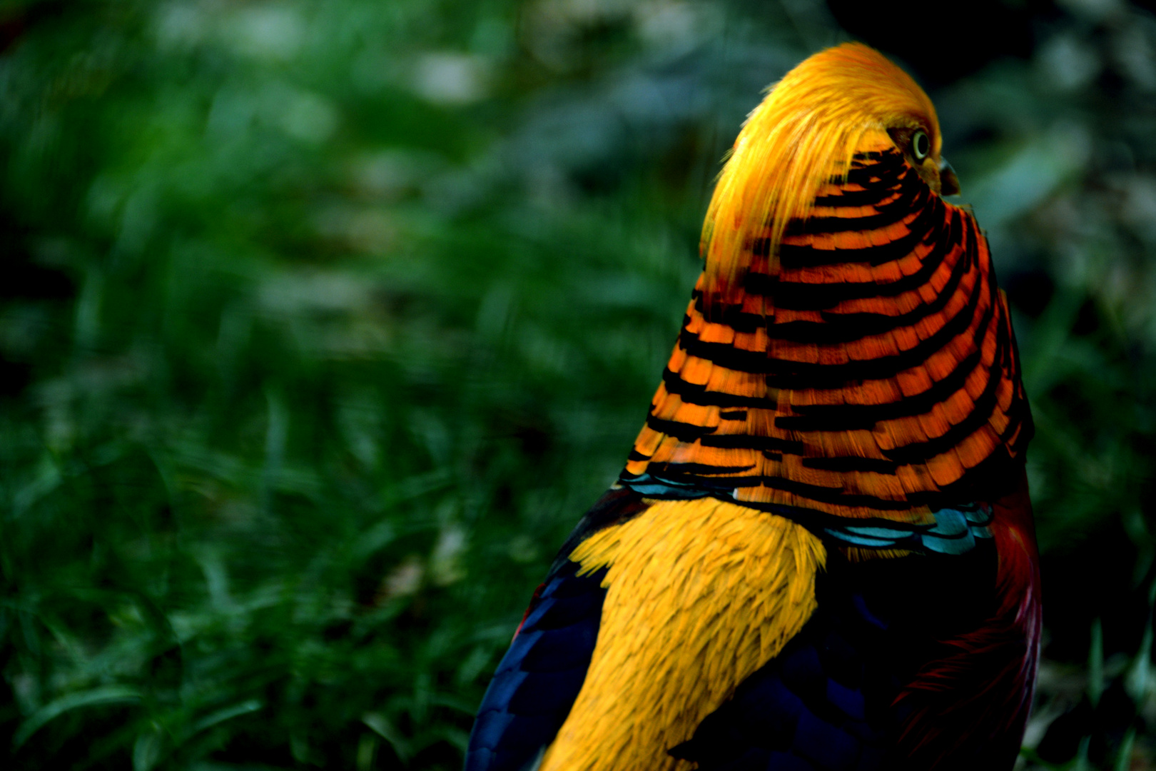 Schöner bunter Vogel!