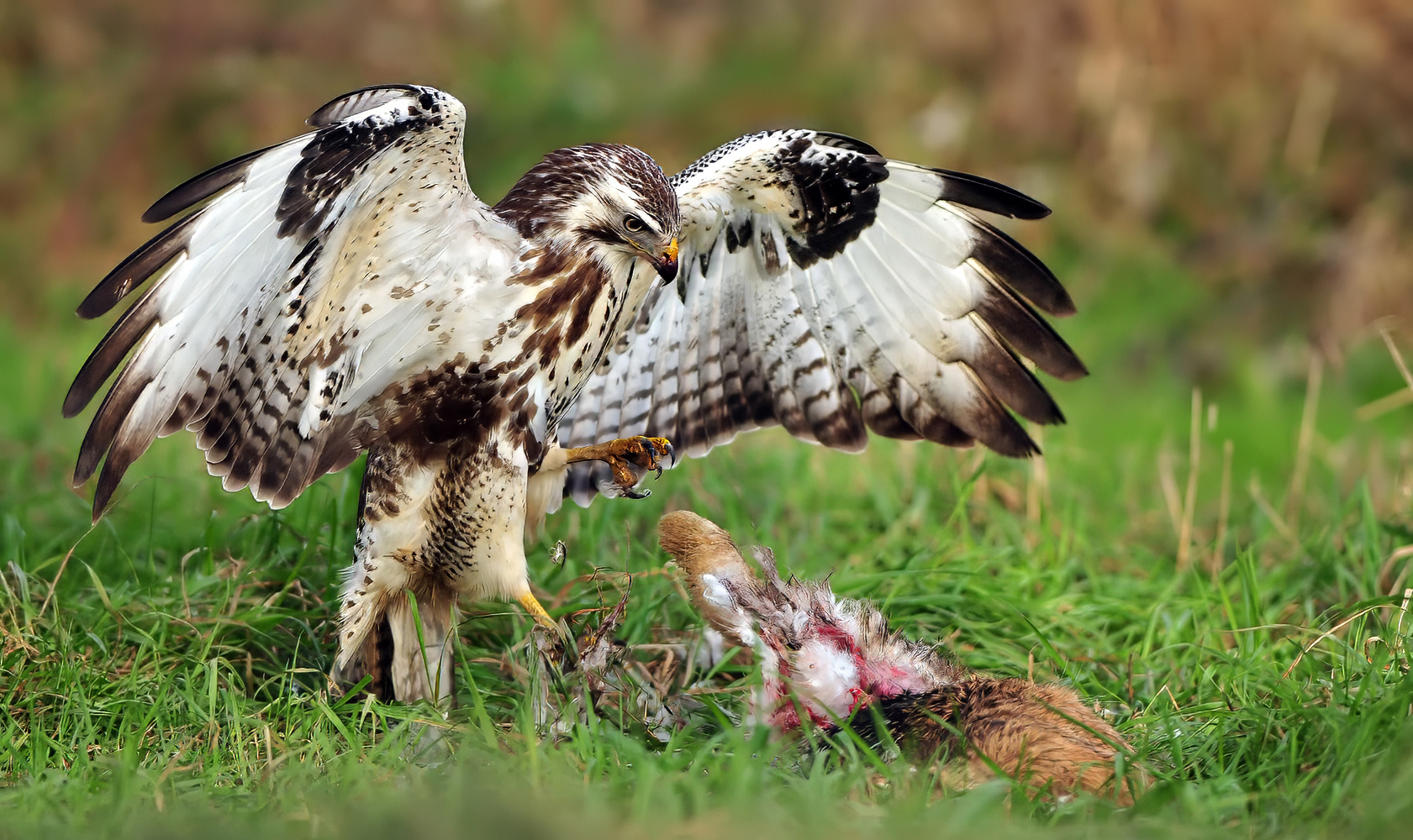 Schöner Bussard mit Beute 