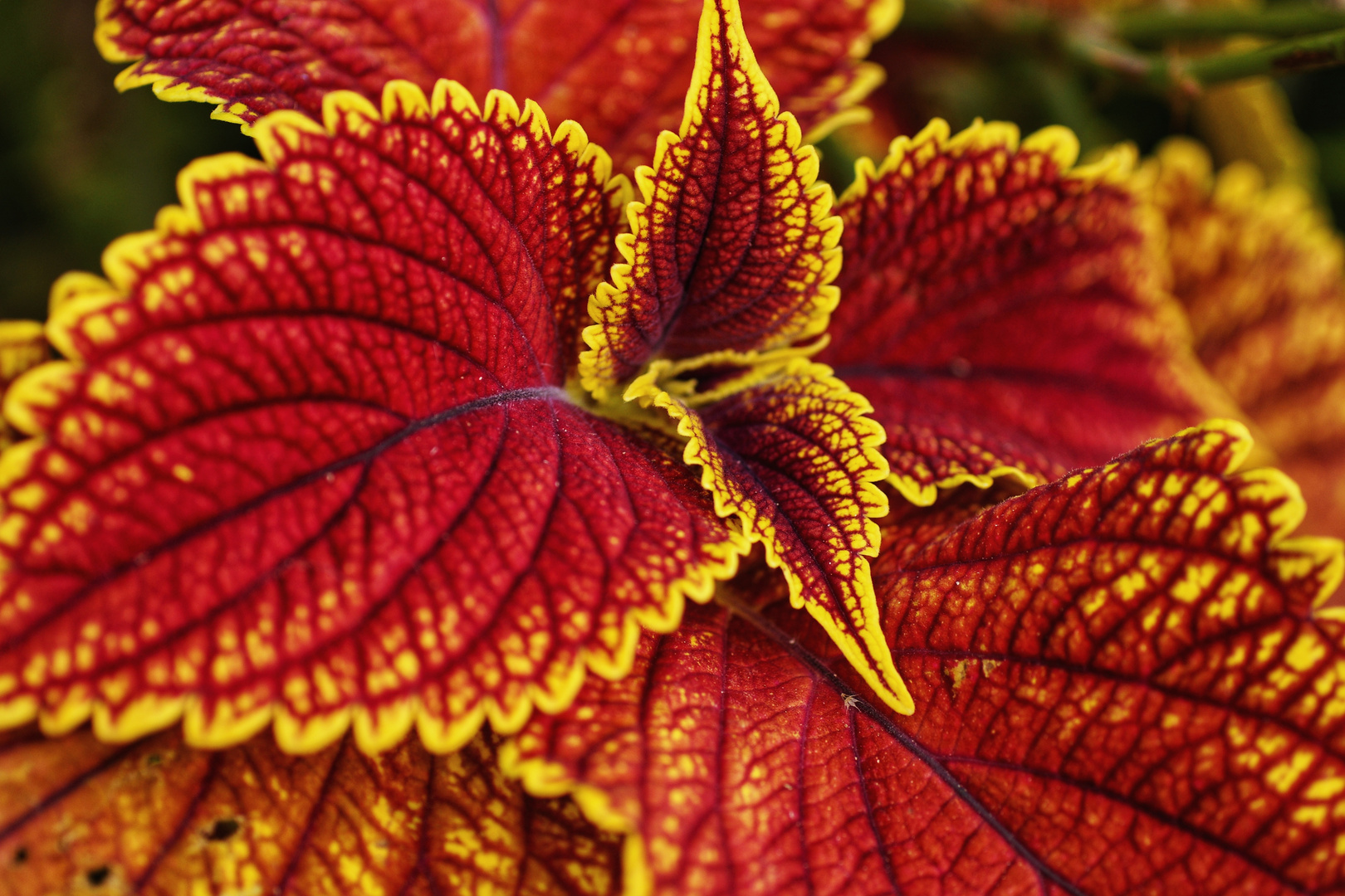 Schöner Coleus