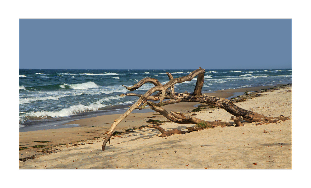 Schöner Darßer Weststrand