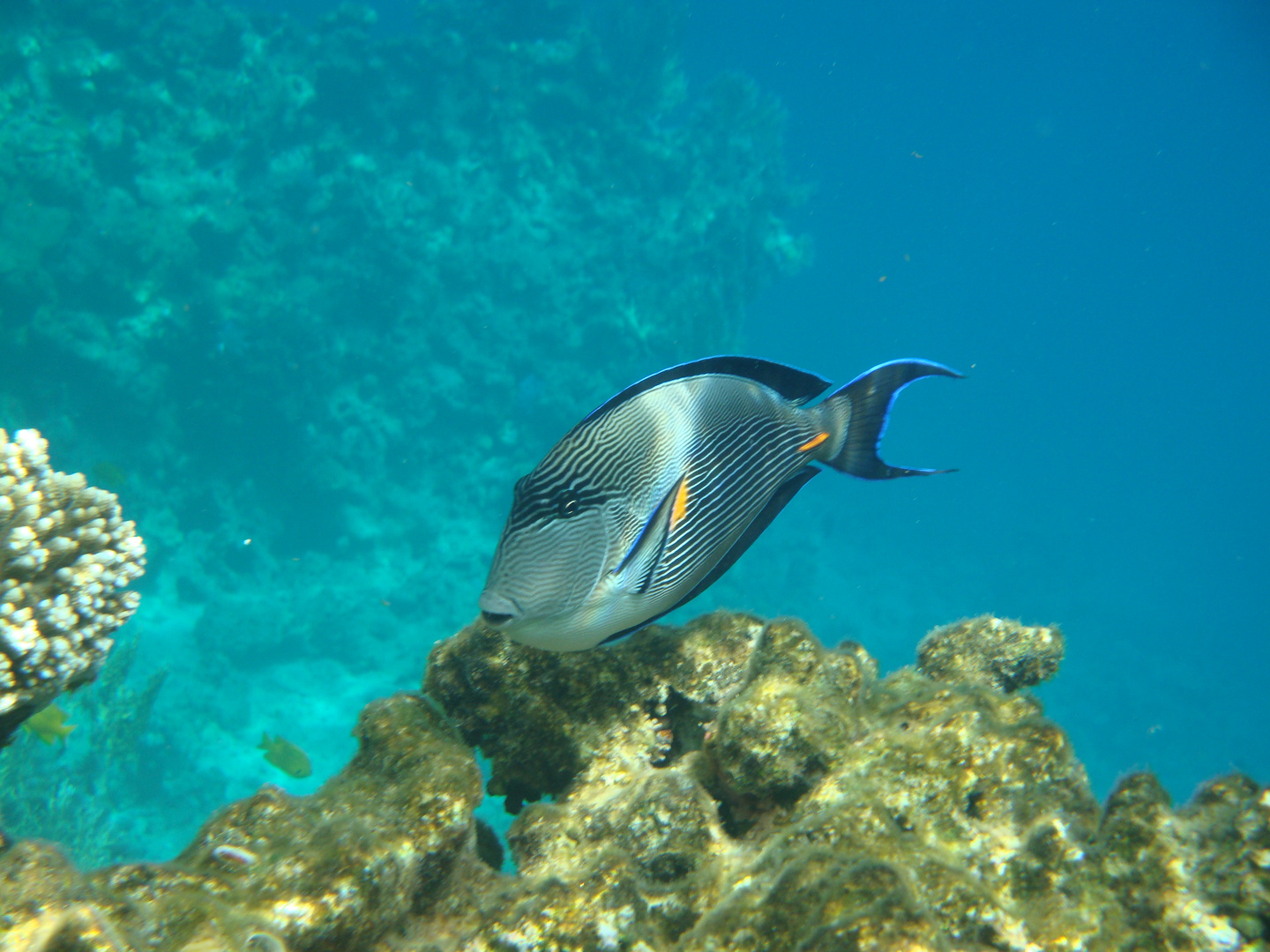 Schöner Doktorfisch