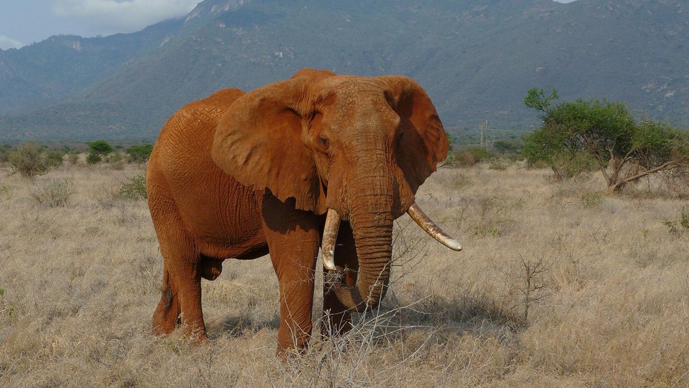 Schöner Elefantenbulle in Tsavo Ost