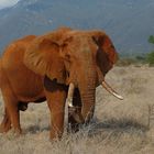 Schöner Elefantenbulle in Tsavo Ost