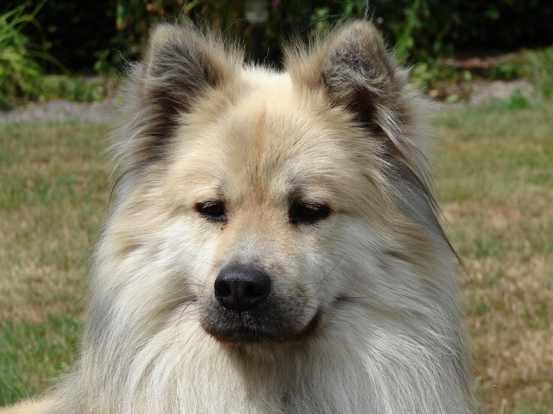 Schöner Eurasier Rüde