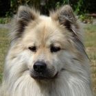 Schöner Eurasier Rüde