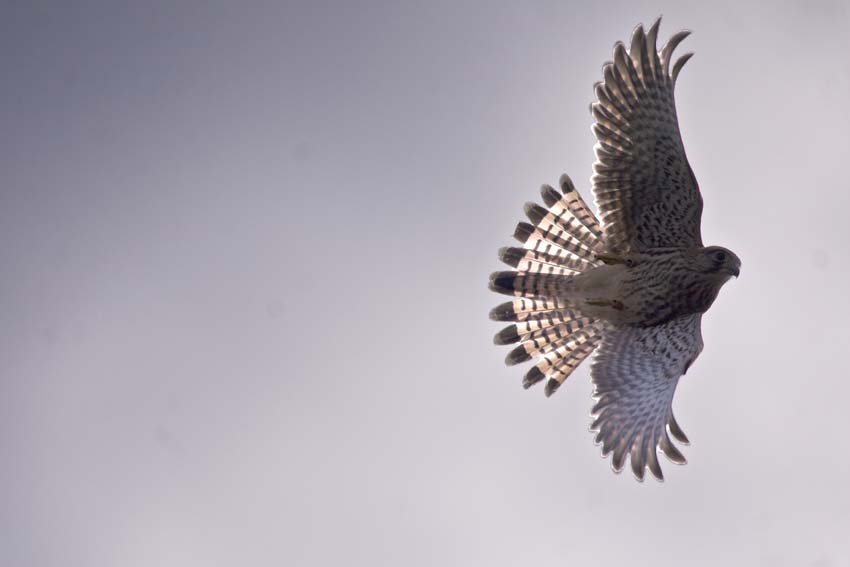 schöner Falke im Flug