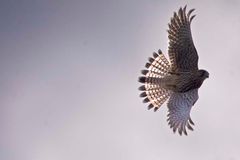 schöner Falke im Flug