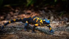 Schöner Feuersalamander